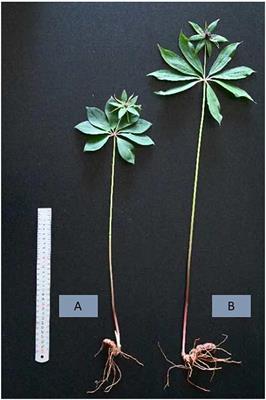 Understory growth of Paris polyphylla accumulates a reservoir of secondary metabolites of plants